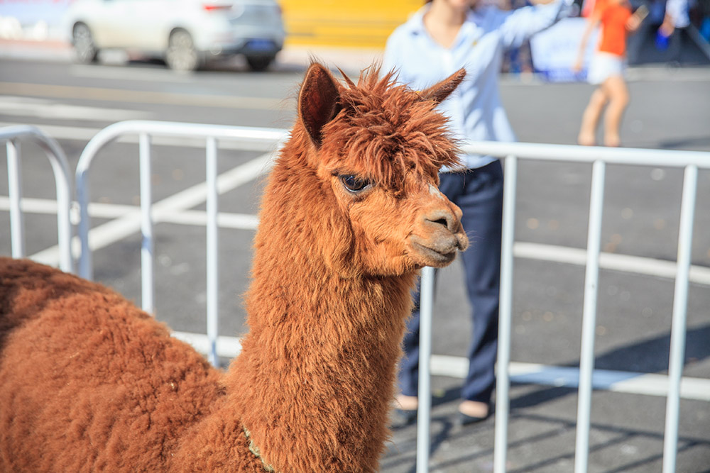 【車(chē)展第一天】遇到那個(gè)TA，放棄蘋(píng)果8......