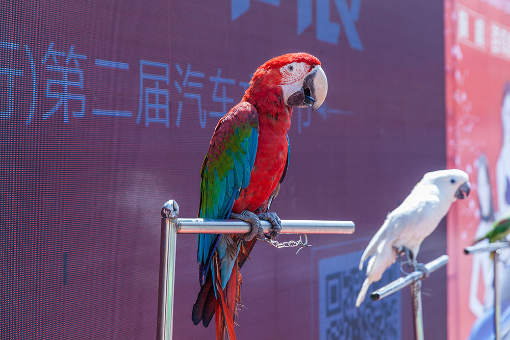 【車(chē)展第一天】遇到那個(gè)TA，放棄蘋(píng)果8......