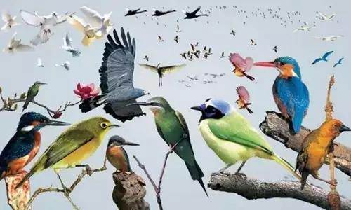 【915-918邵陽(yáng)秋季車(chē)展倒計時(shí)4天】不想出門(mén)看人人人，那就改成看鳥(niǎo)鳥(niǎo)鳥(niǎo)！