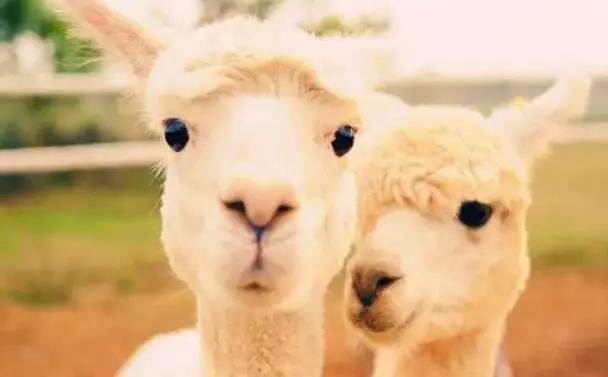  【915-918邵陽(yáng)秋季車(chē)展倒計時(shí)3天】男人車(chē)展看美女，女人車(chē)展看什么？